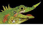 Geckos crew