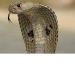 A boca da cobra