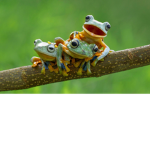 Your Local Frog Clothing Store