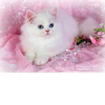 cats are so cute (group)