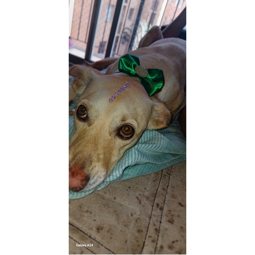 [RETURN] ragdoll death tests 