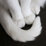 tauwla