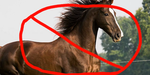 I Really Hate Horses