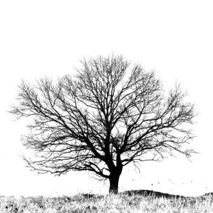 Tree Art Roblox decal