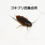 ゴキブリ集会所
