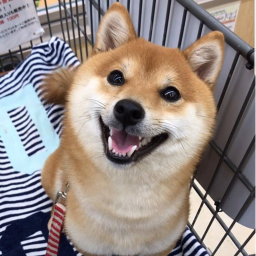 Happy Doge Home!