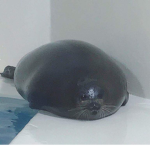 Chonkee Seals