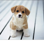 Beautiful baby animals