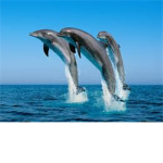 ♥Animal Lovers♥