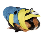 The Guinea Pig Fan Group!
