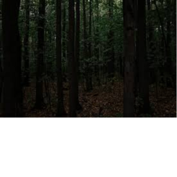 Dark Woods