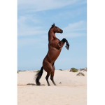 Horse kids for life