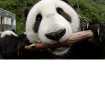 PandaManium