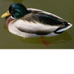 duckinator