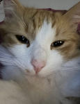 N1che creat10ns