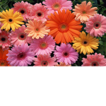 Bloomed Love
