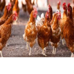 Flocks United!