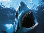 shark team forever