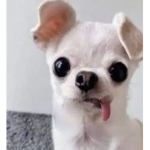 Chicken wings uwu