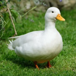 The duck mans