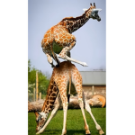 fgfghfgmhfjggcgccc