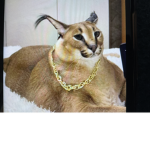 Cat Army (CATS ONLY)
