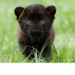 Puma take care of a cute puma icon