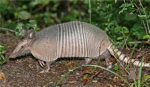 Armadillo Clan