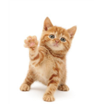 cats are so cute