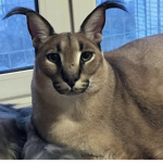 floppy cat