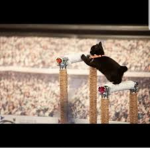 Gymnastics cats :3