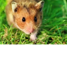 Hamsters & Protectors.'s HOUSE