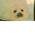 The seal fans :3