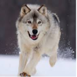 The Wolfies!