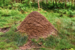 Anthill number 2