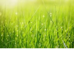 Grassssssss😀