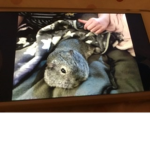 Guinea pig owners offical club!