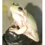 #Froggy Club