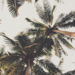 “ adorbs ୨୧