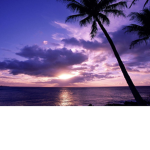 palm..aesthetic