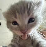 The kitty ganggggg