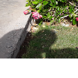 Grass grasssssssssssssssss grass