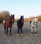Oakwood Acres Riding Academy