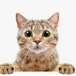 Kitty cats everywhere