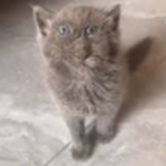 Catastika Remastered