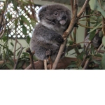 KOALA KIDZ