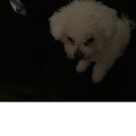 Blanca the dog squad