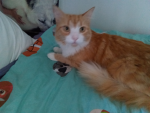 Offical colbythe cat gc