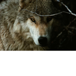 magma wolfs