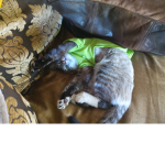 Kitten Owners are awsome